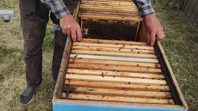 Как выглядит ТИХАЯ СМЕНА ПЧЕЛИНОЙ МАТКИ И МАТОЧНИКИ как быть СТОИТ ЛИ МЕШАТЬ ПЧЁЛАМ МЕНЯТЬ ✅☝️🐝 смотреть онлайн