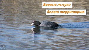 Боевые лысухи выясняют отношения, бегают по воде. Это вам не утки какие-нибудь
