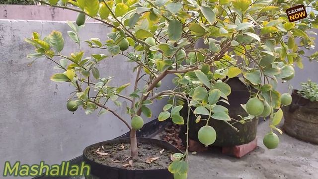 শখের ছাদ বাগান ঘুরে দেখা || অবাক করার মতো ছাদ বাগানে আশ্চর্যজনক সব গাছ || Dhaka roof top gardening смотреть онлайн