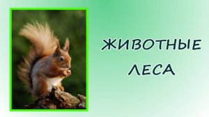 Животные леса. Окружающий мир.