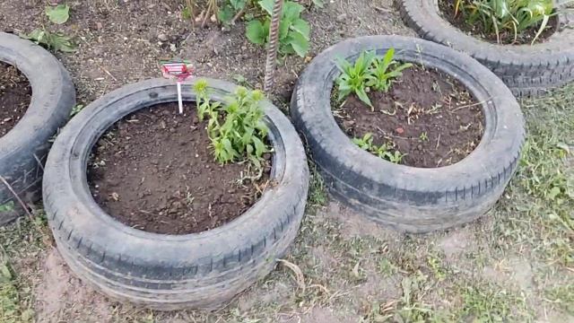 Июнь.Цветник возле садового домика. смотреть онлайн