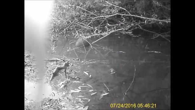 Lov bobra července 2016 смотреть онлайн