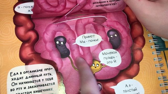 Познакомься твоё тело. Интерактивная анатомия Познавательная книга для детей интерактивные элементы смотреть онлайн