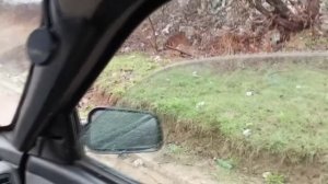 Обзор и прослушка сабвуфера DL Audio Piranha  15 V.2