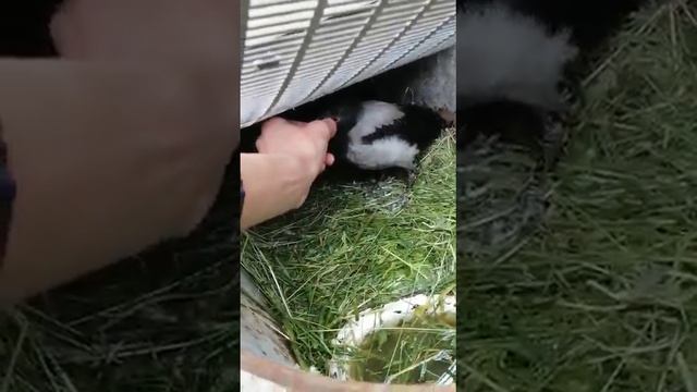 Домашная Ворона смотреть онлайн