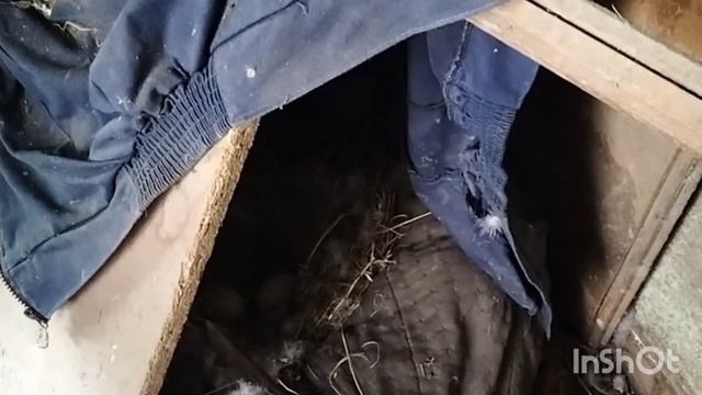 Она все время бросает своих деток.Вылупились утята.А я все строю.😊 смотреть онлайн