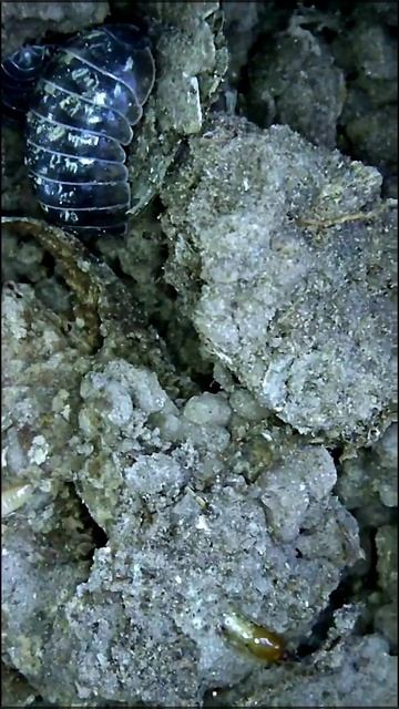 TERMITES смотреть онлайн