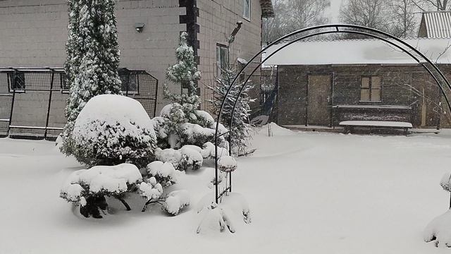 Снегопад 6 апреля 2025 в нашем саду. смотреть онлайн