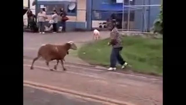 Когда настояший баран на дороге смотреть онлайн