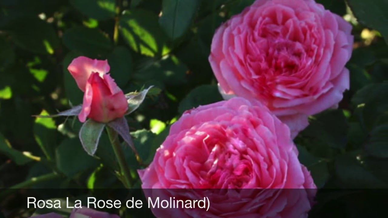 Розы. Красоты много не бывает. Заказ на 2021 год. смотреть онлайн