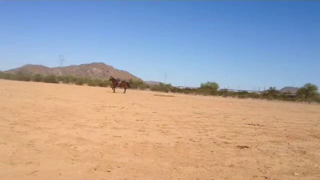 RAISE THE CRIME 2011 gelding смотреть онлайн