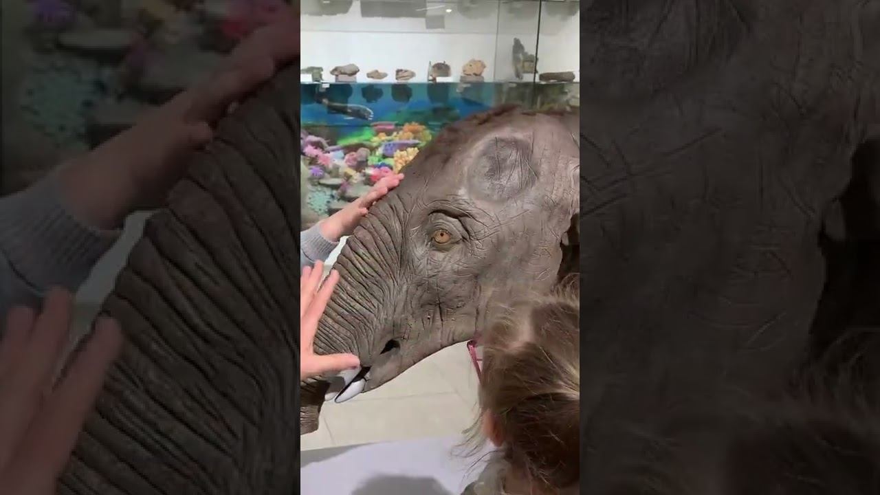 Руками не трогать!?!?! #shorts