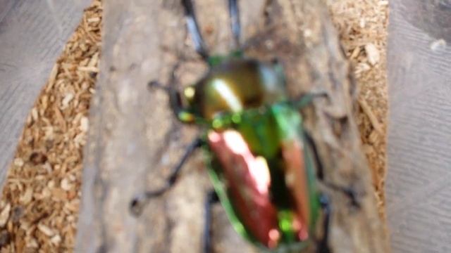 ☆飼育☆ニジイロクワガタ　Phalacrognathus muelleri смотреть онлайн