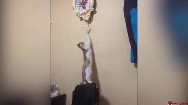 Самое Смешное !!!