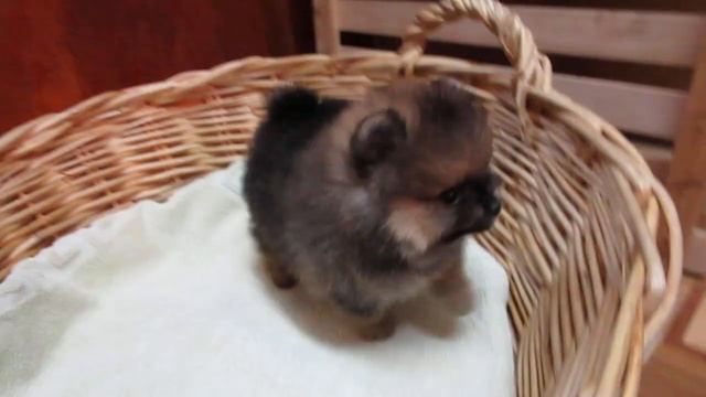 MDG 4230 смотреть онлайн