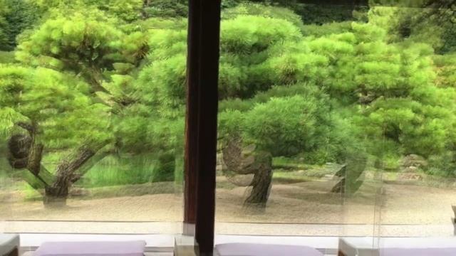 Pine Trees Garden смотреть онлайн