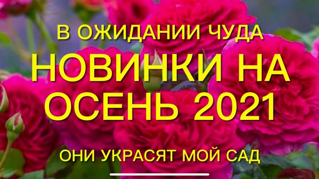 Розы. Хочется обновления розария. Заказ на осень 2021 года. Как много новых шикарных сортов. смотреть онлайн