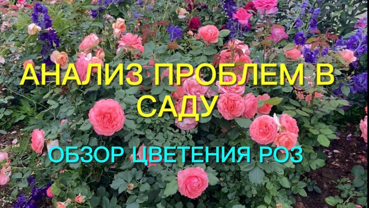Розы. Анализ проблем в саду. Обзор цветения новинок роз. Очарование и разочарование…. смотреть онлайн