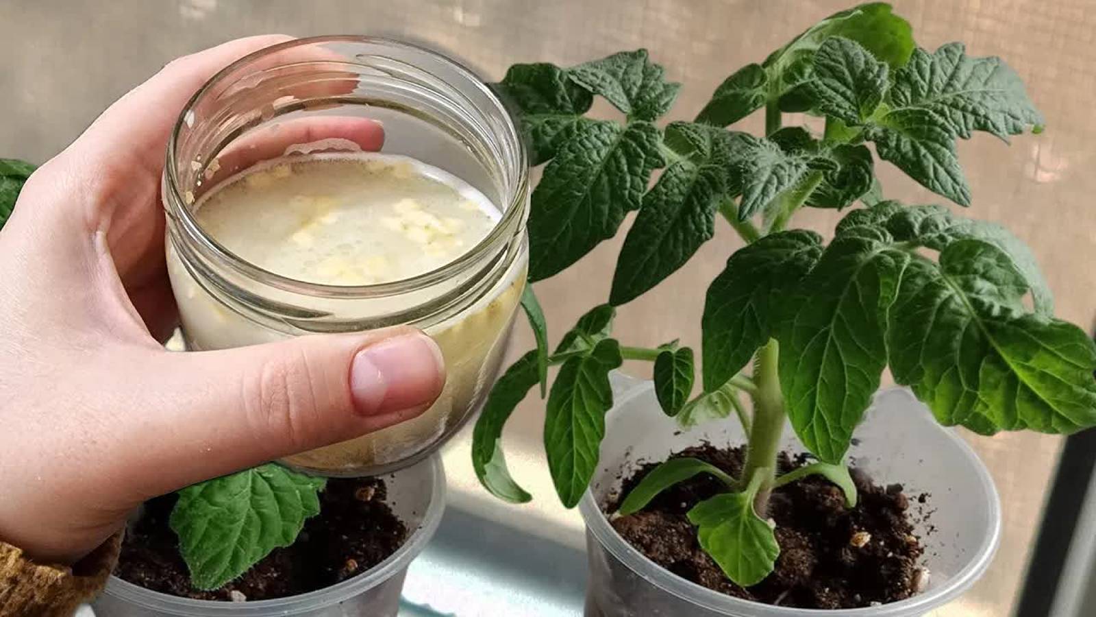 ТОЛСТЕЕТ НА ГЛАЗАХ! У ТОМАТОВ СТЕБЕЛЬ ТОЛЩЕ МИЗИНЦА! ПОЛИВАЮ РАССАДУ ТАКИМ ОТВАРОМ