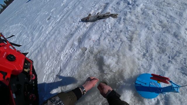 рыбалка на икудзах 5 апреля! смотреть онлайн