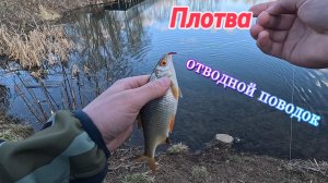 ПЛОТВА на ОТВОДНОЙ ПОВОДОК!