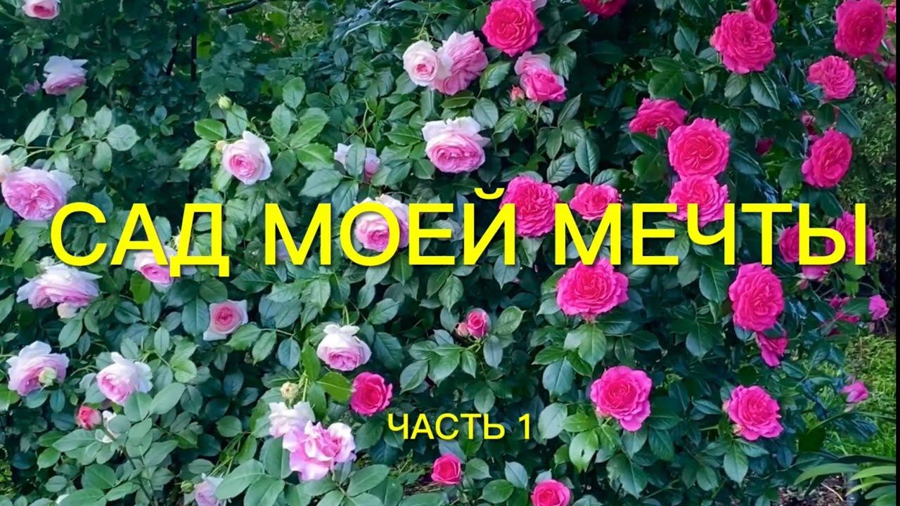 Розы. Сад моей мечты!!! Приглашаю на вечернюю прогулку. Как же он сейчас красив!!! Часть 1. смотреть онлайн