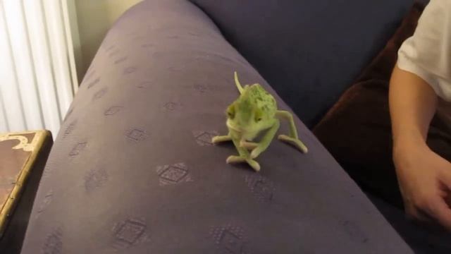 Yemen Chameleon смотреть онлайн