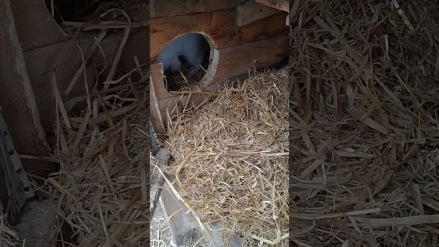 крольчиха строит гнездо