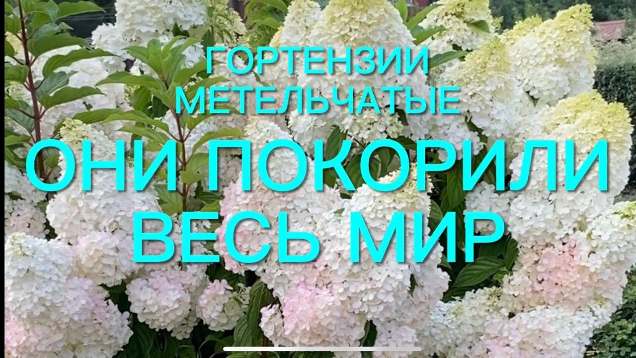ТОП - 3 самых лучших гортензий метельчатых. Эти сорта покорили весь мир. смотреть онлайн