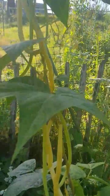 Les premiers haricots beurre à rames 🤩 смотреть онлайн