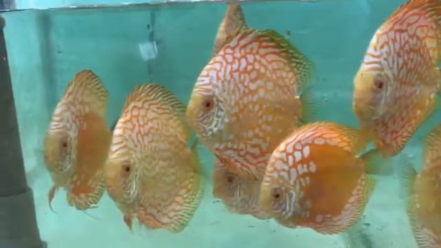 Yellow discus fish in india смотреть онлайн