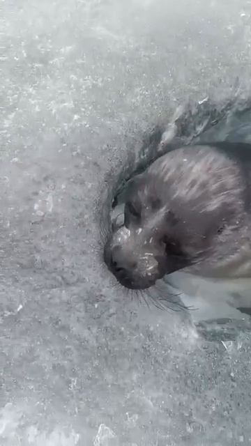 нерпа-милаха смотреть онлайн