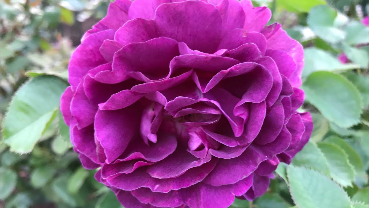 Розы. Сиреневые оттенки и не только.... Purple Lodge , Minerva, Claude Brasseur, Midsummer. смотреть онлайн