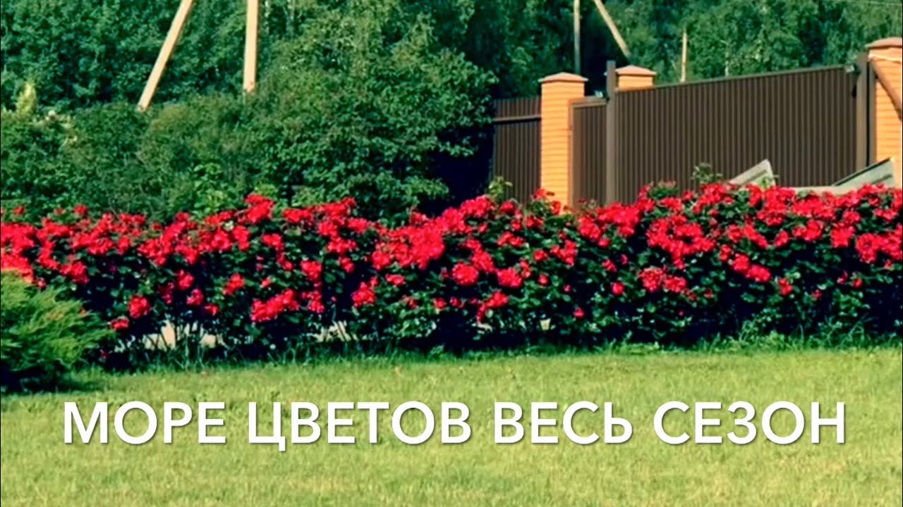 Розы.Хотите море цветов - посадите розу Робуста. А как хороша живая изгородь........ смотреть онлайн