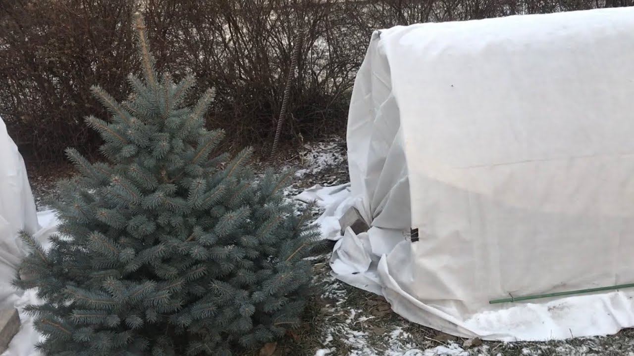 Розы. Эксперимент на розах.... Прогулка по зимнему саду. смотреть онлайн