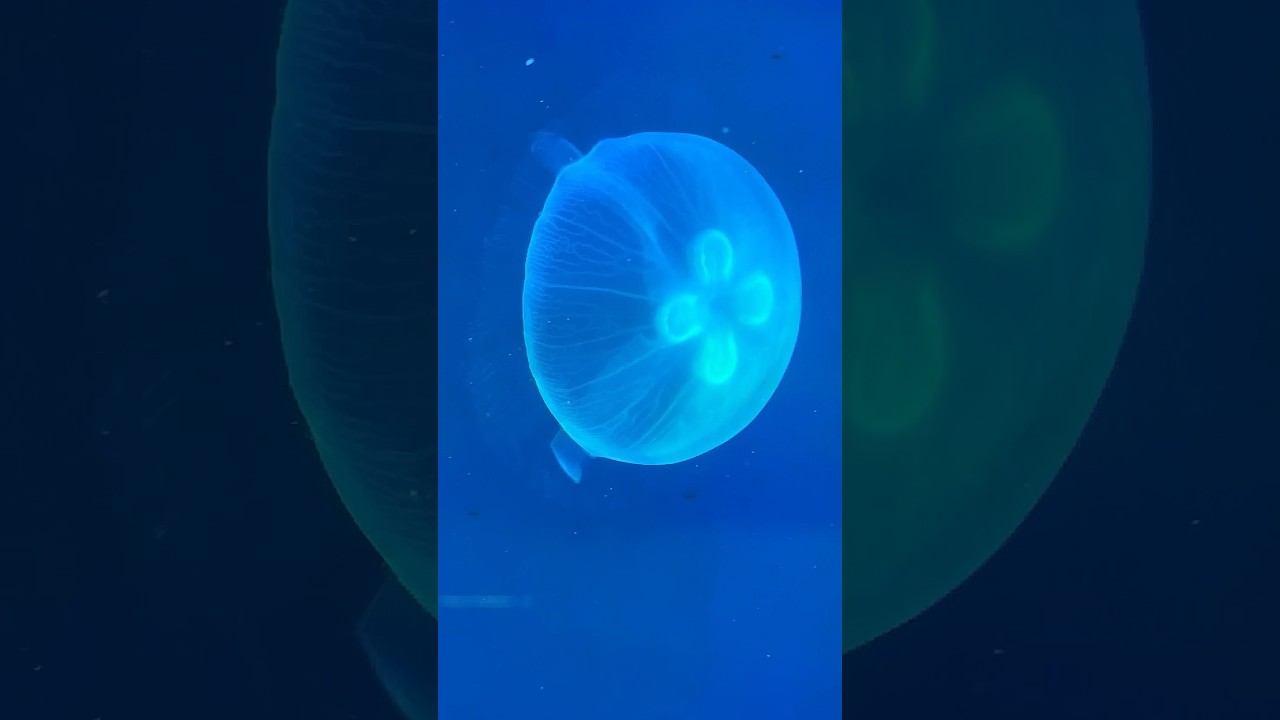 Дуза - медуза и ее друзья