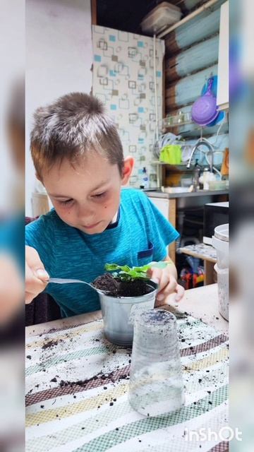 "Я тоже хочу пересаживать петунии" - сказал внук 👍 #петунии, #пересадка, #внук, смотреть онлайн