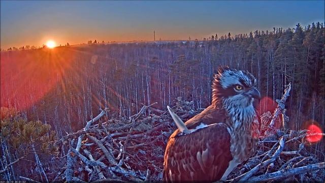 Скопа. Марко и Миина. (Эстония) Estonian Osprey Nest (Marko & Miina) смотреть онлайн