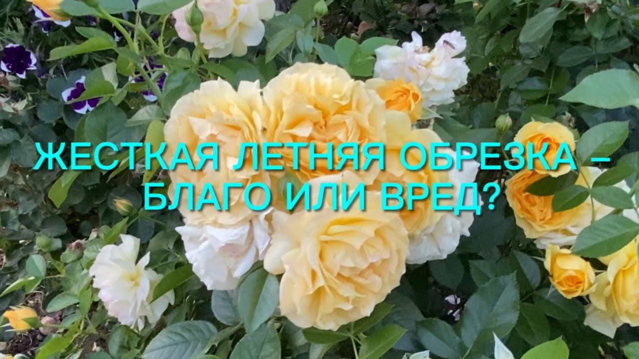 Жесткая обрезка роз летом - благо или вред??? Результат эксперимента. смотреть онлайн
