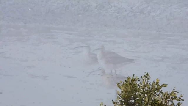 東港鎮的中杓鷸Numenius phaeopus （2020 04 22） смотреть онлайн