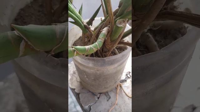 sansevieria cyllindrica care tips смотреть онлайн