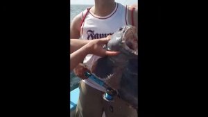 jorges wolf fish