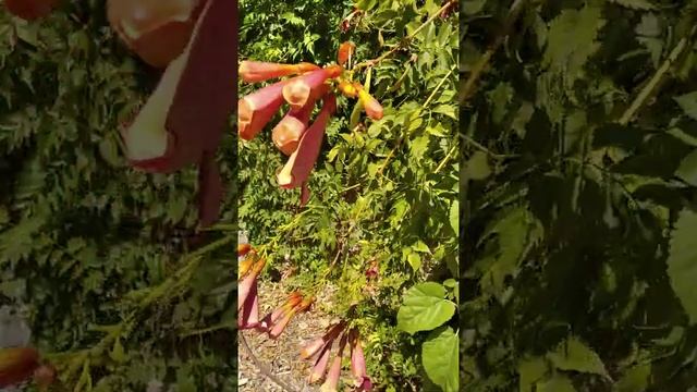 Campsis смотреть онлайн