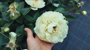 Peony Seidl's Super (Сейдлз супер) / Пионы Александры Спасской