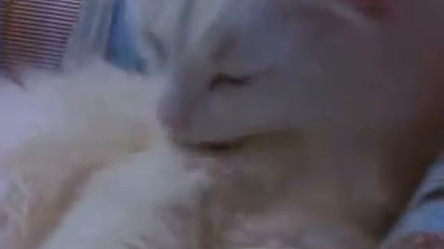 Кот ухаживает за собой смотреть онлайн