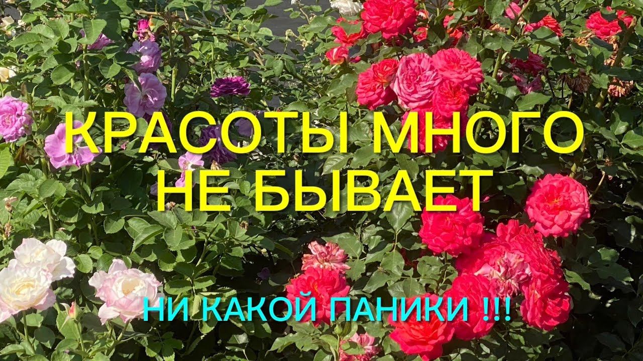 Розы. Второе цветение не подвело. Достоинства и недостатки сортов роз.Без паники друзья….. смотреть онлайн