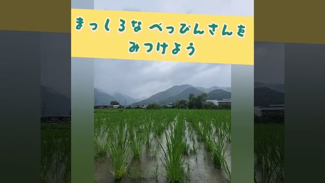 関口哲也『マコモのうた』 смотреть онлайн