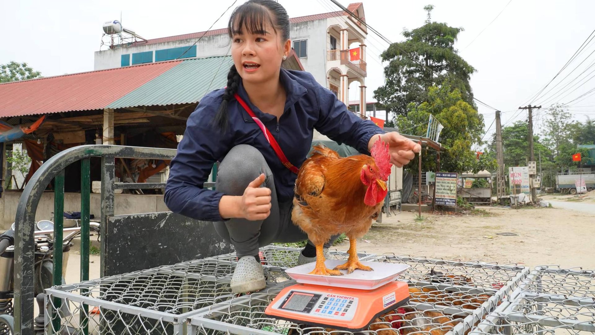 На ферме собирают цыплят, используя трёхколёсный грузовик для транспортировки большого количества пт смотреть онлайн