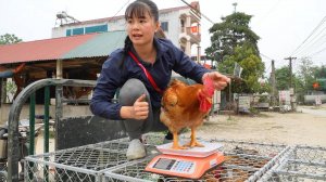 На ферме собирают цыплят, используя трёхколёсный грузовик для транспортировки большого количества пт