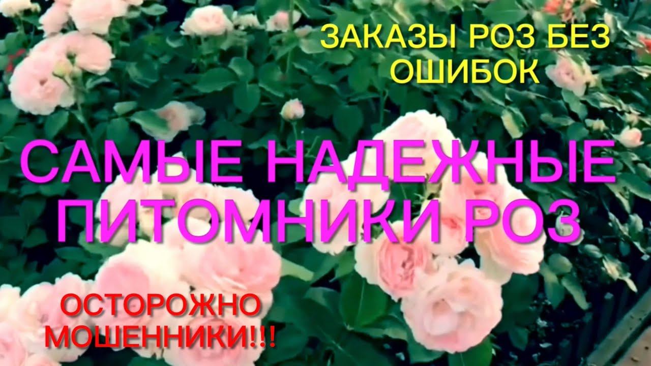 Заказы роз без ошибок. Самые лучшие и надежные питомники роз. Осторожно мошенники!!! смотреть онлайн